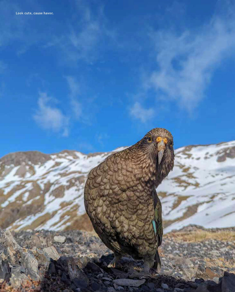 Wild Walks Aotearoa